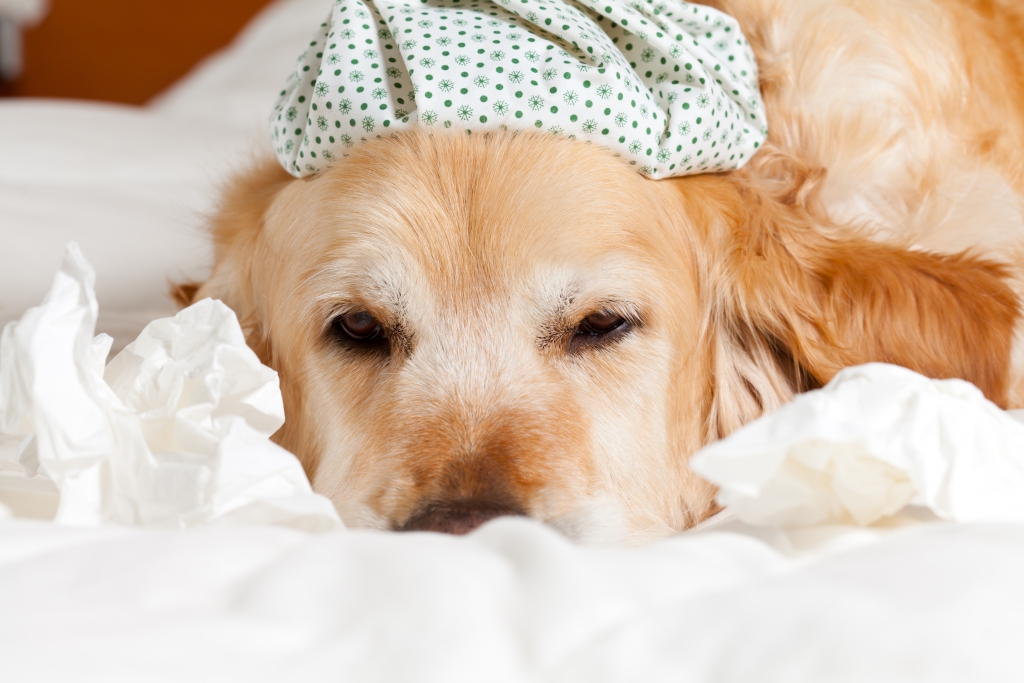 Warning Canine Influenza (Dog Flu) is Back in Brandon FL