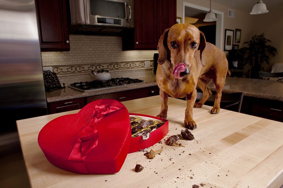 Why is Chocolate Toxic (Poisonous) to Pets | Dogs and Cats?