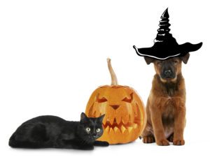 Halloween Pet Safety Tips for Your Dog or Cat