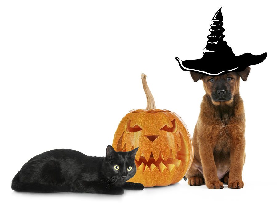 Halloween Pet Safety Tips for Your Dog or Cat