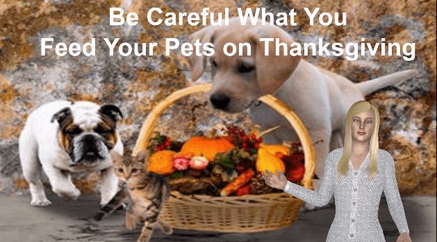 Be Careful What You Feed Your Pet on Thanksgiving