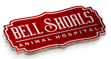 Veterinarian | Animal Hospital